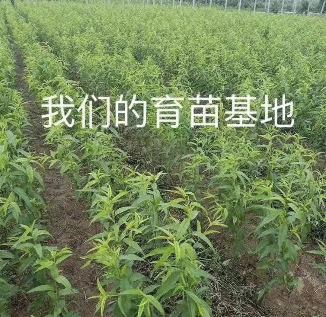 嫁接河源连平上坪鹰嘴桃树苗特大脆甜鹰嘴桃苗南北方盆栽地栽种植