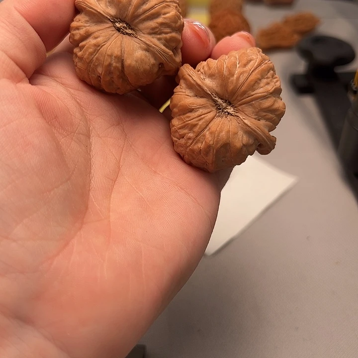 大叶紫檀（黑酸枝木类）拱桥南瓜