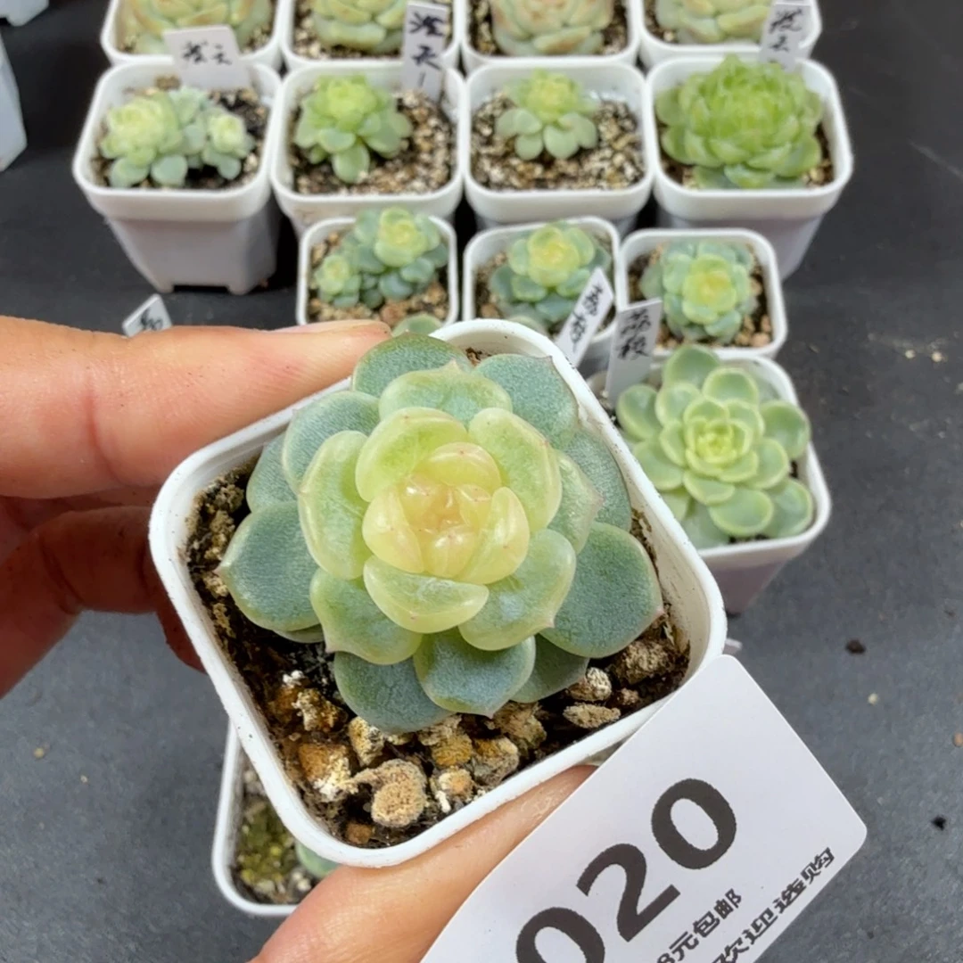 安***5甜心90一物一拍020