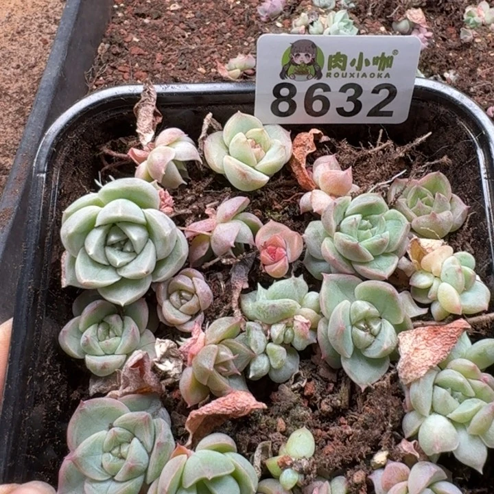 当前无花朵，栽培后可花朵多肉植物多肉植物