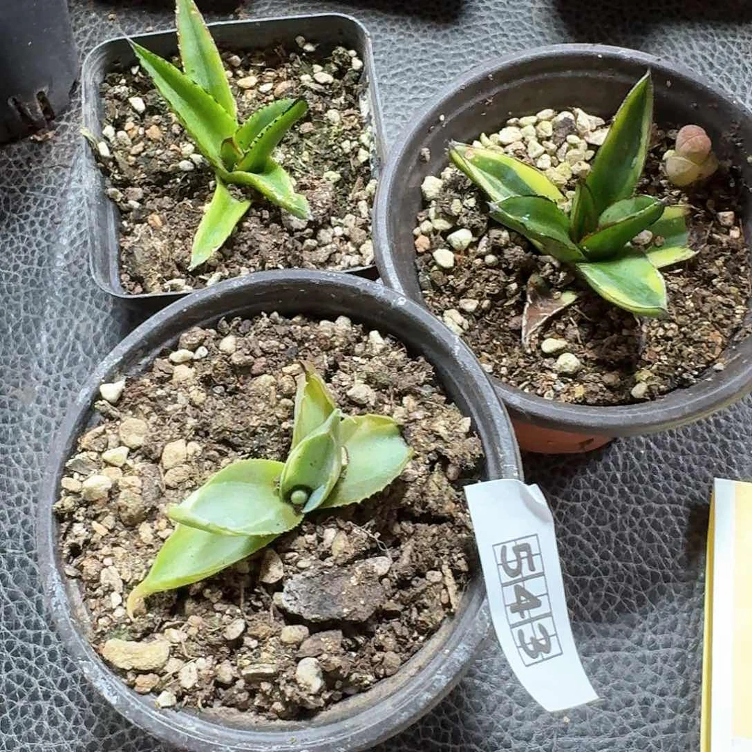 543龙舌兰3个一份脱土发货