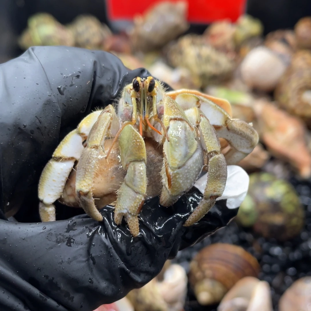 不退不换谢谢支持39