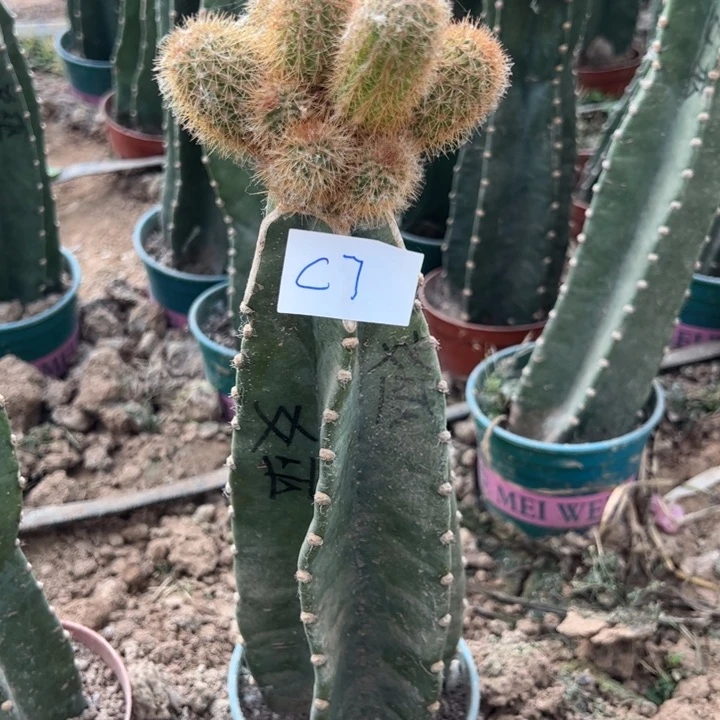 简****C7量天尺嫁接金妞女巫60