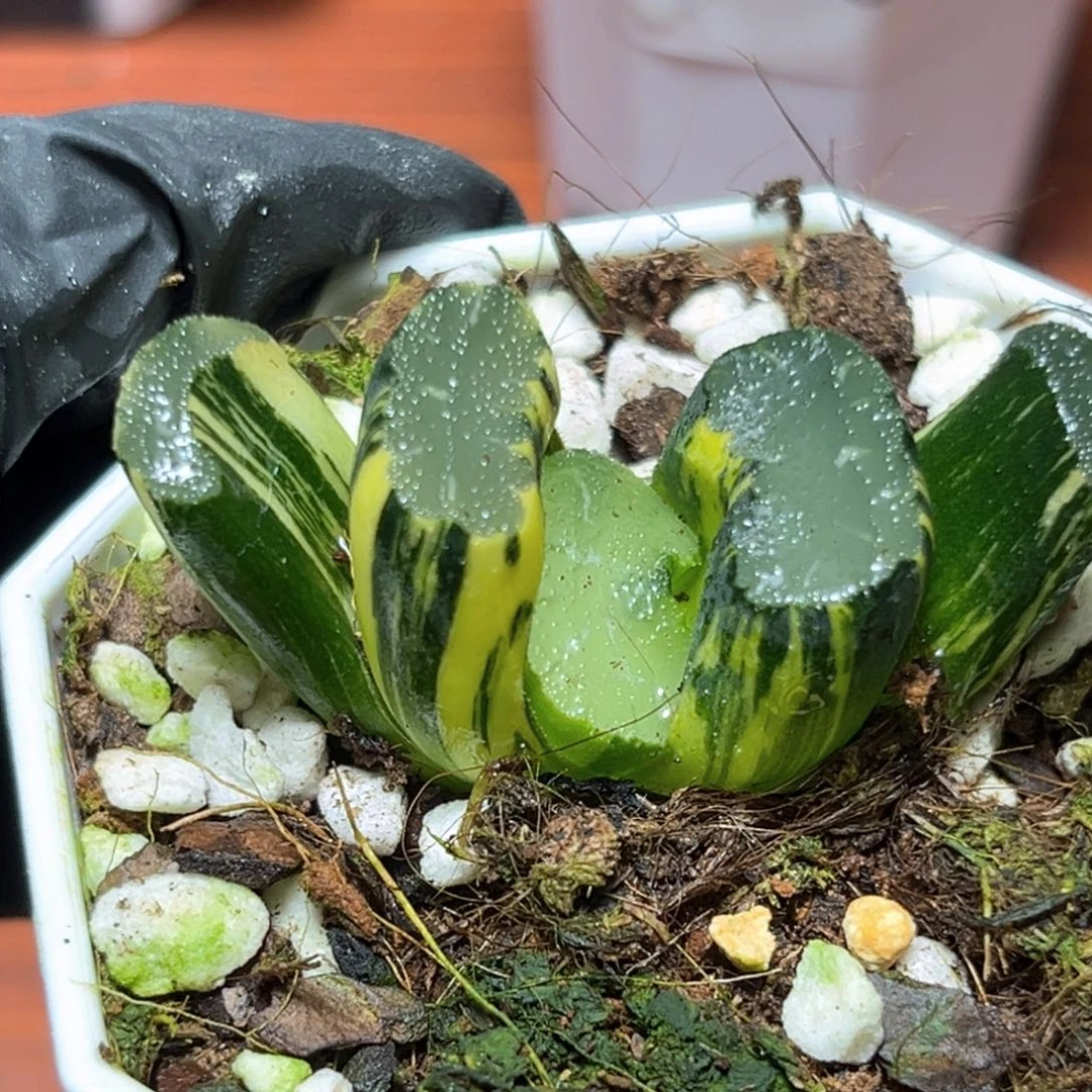 恭喜发财大吉大利2241