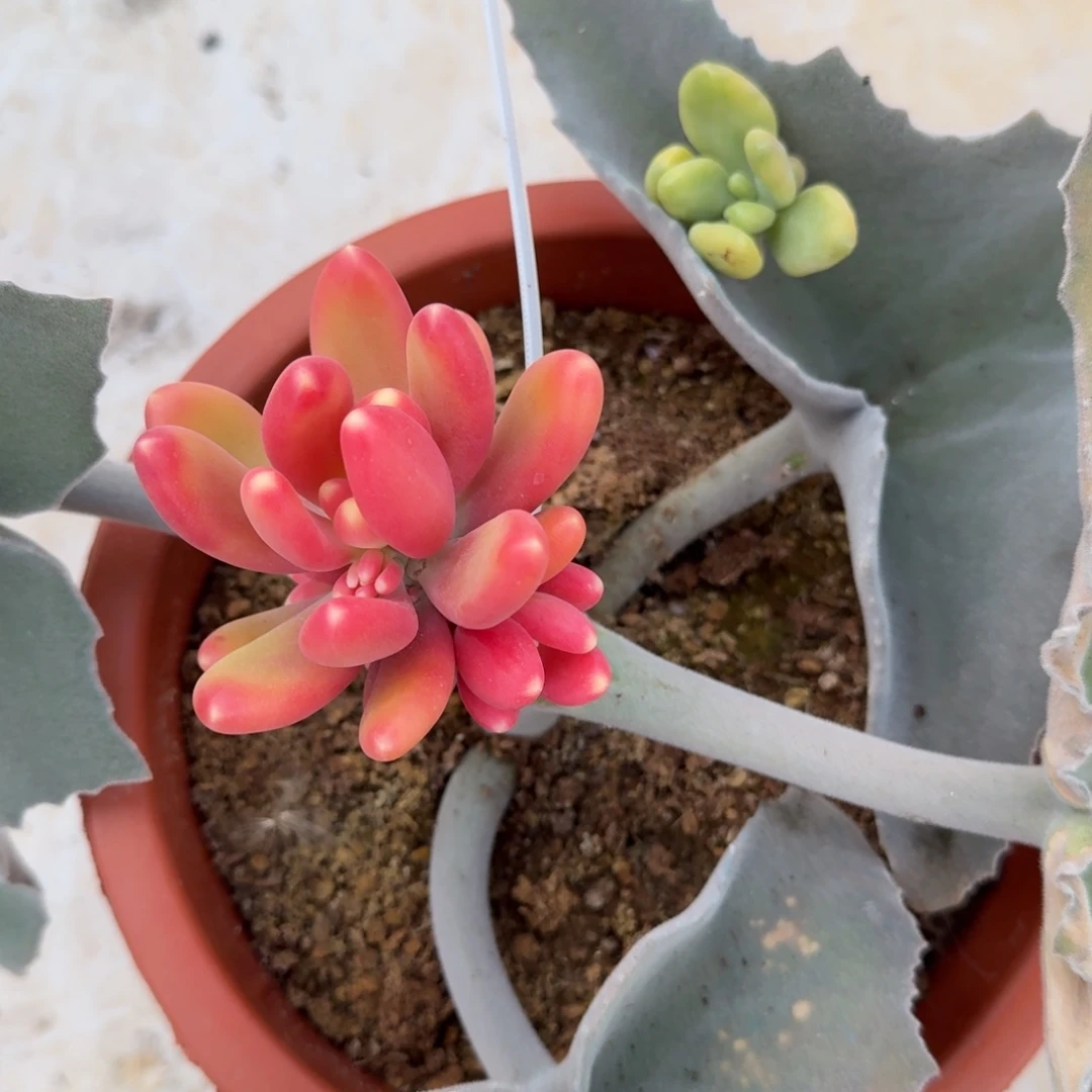 芒果奶两颗锦上园艺一物一拍