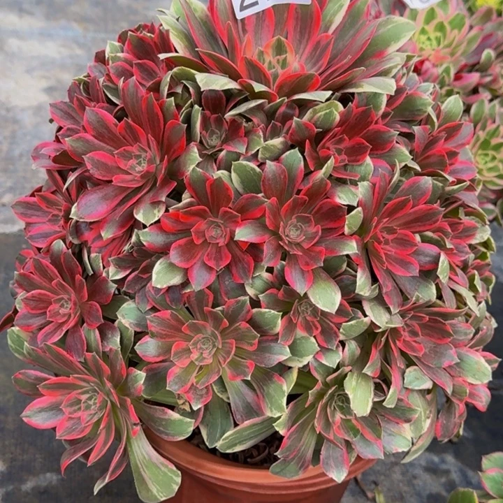 00000000272浣纱福利价