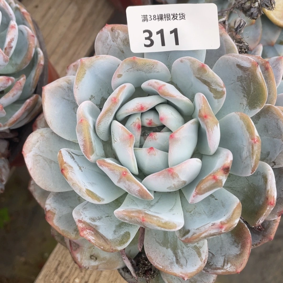 311橙子多肉植物一物一拍多肉
