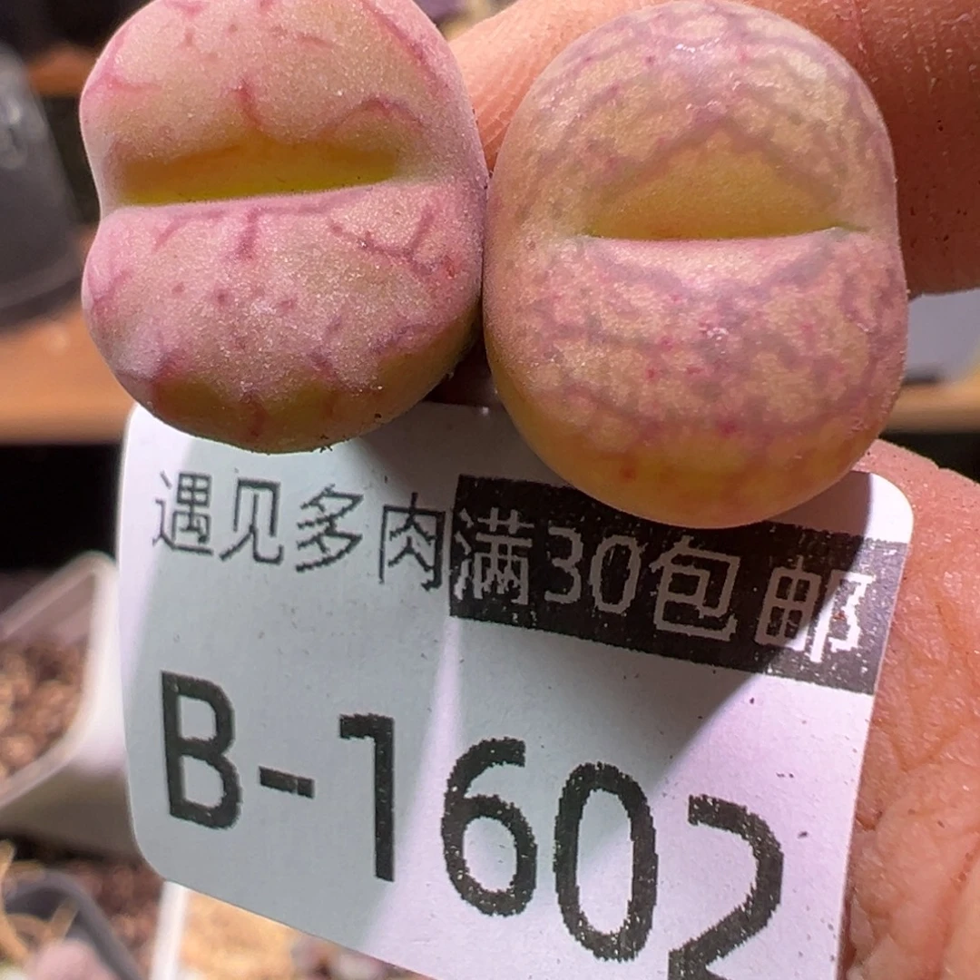 多肉植物1111111111111