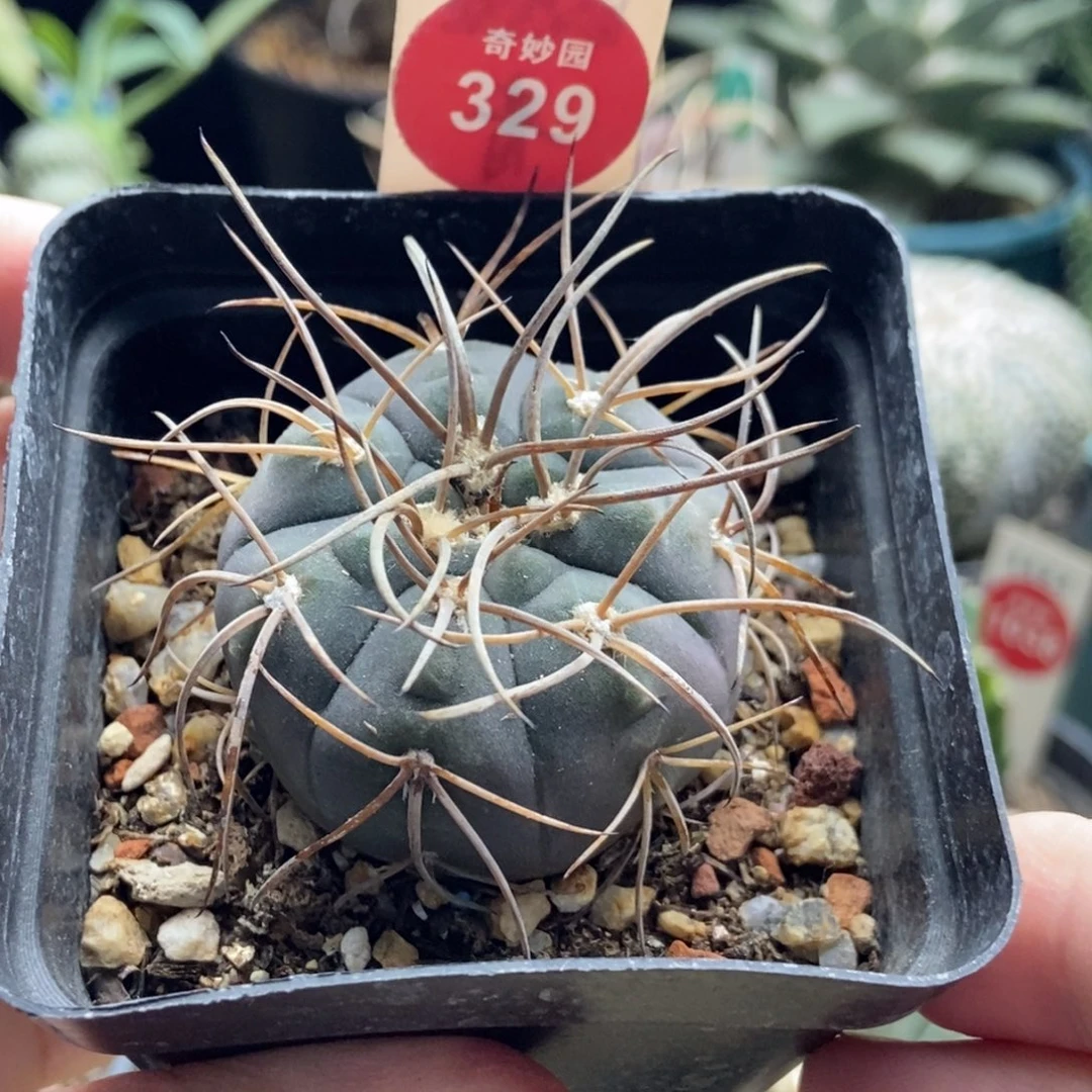 实生狂刺天平丸一颗4cm