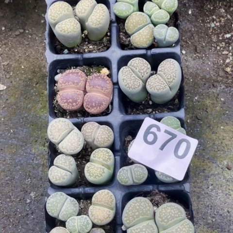 670生石花一物一图如图