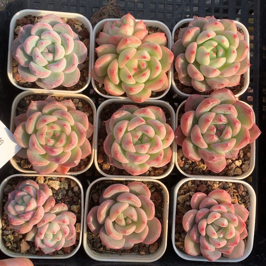 1203-65 套餐一组