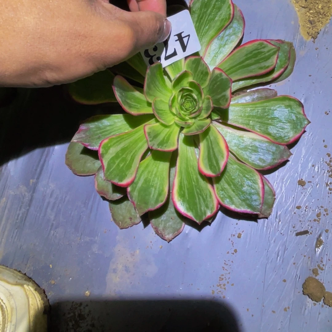 粉拉丝多肉植物473