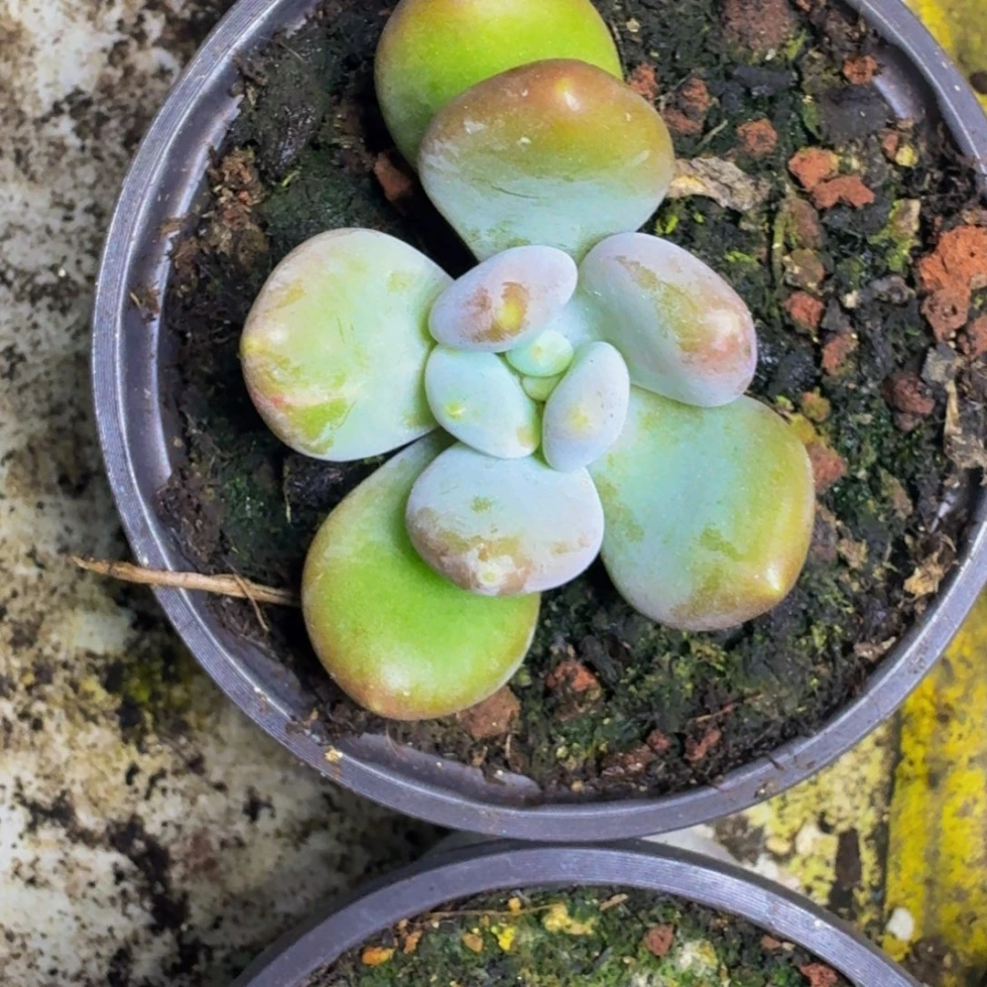 奶龙 叶插 一物一拍