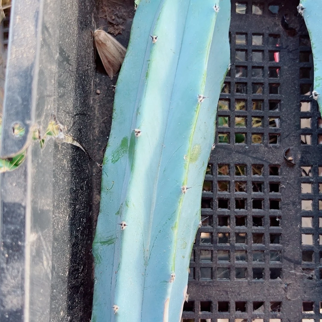龙神木侧芽 15-20侧芽 满20包邮