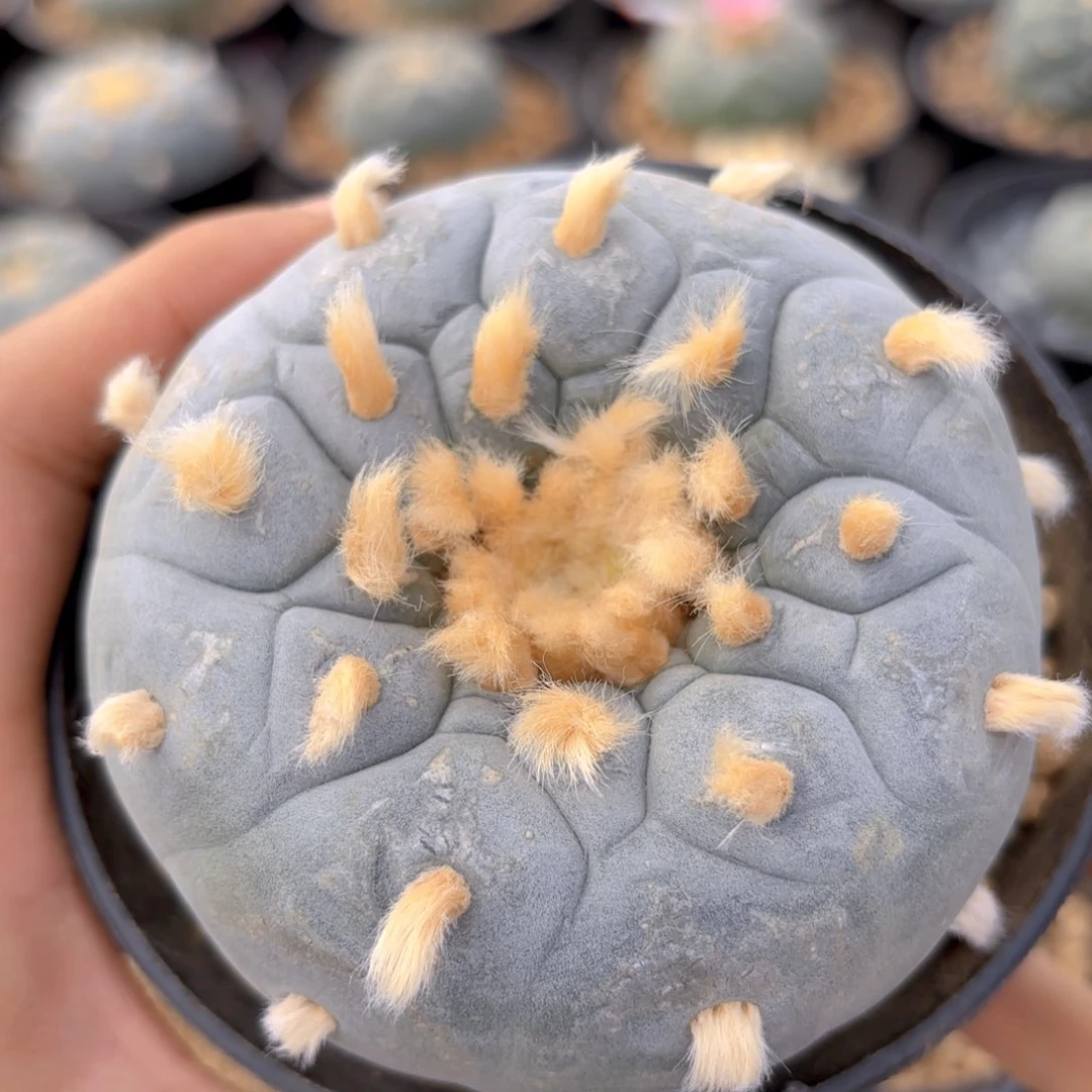 G596g g g g g g g g g g