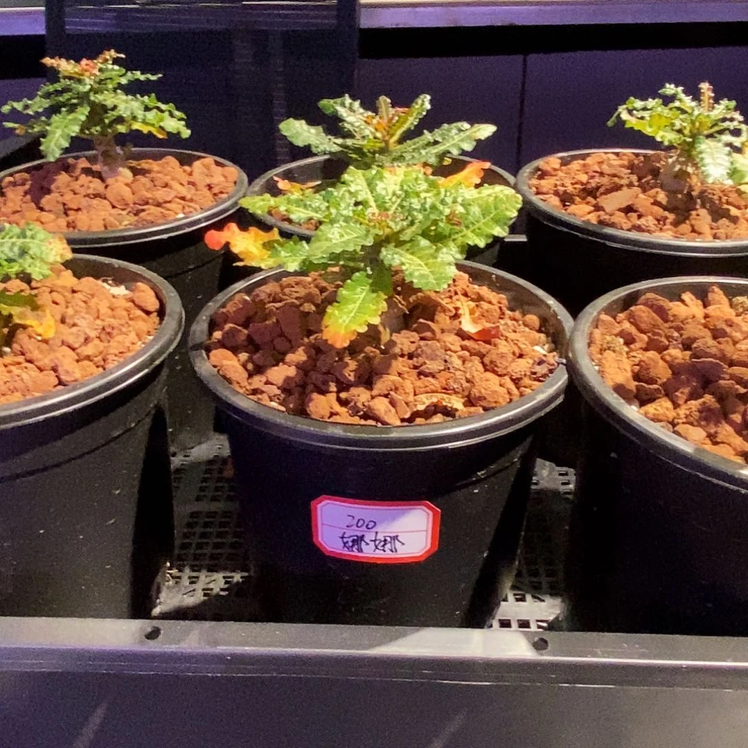 娜娜乳香实生带盆一个