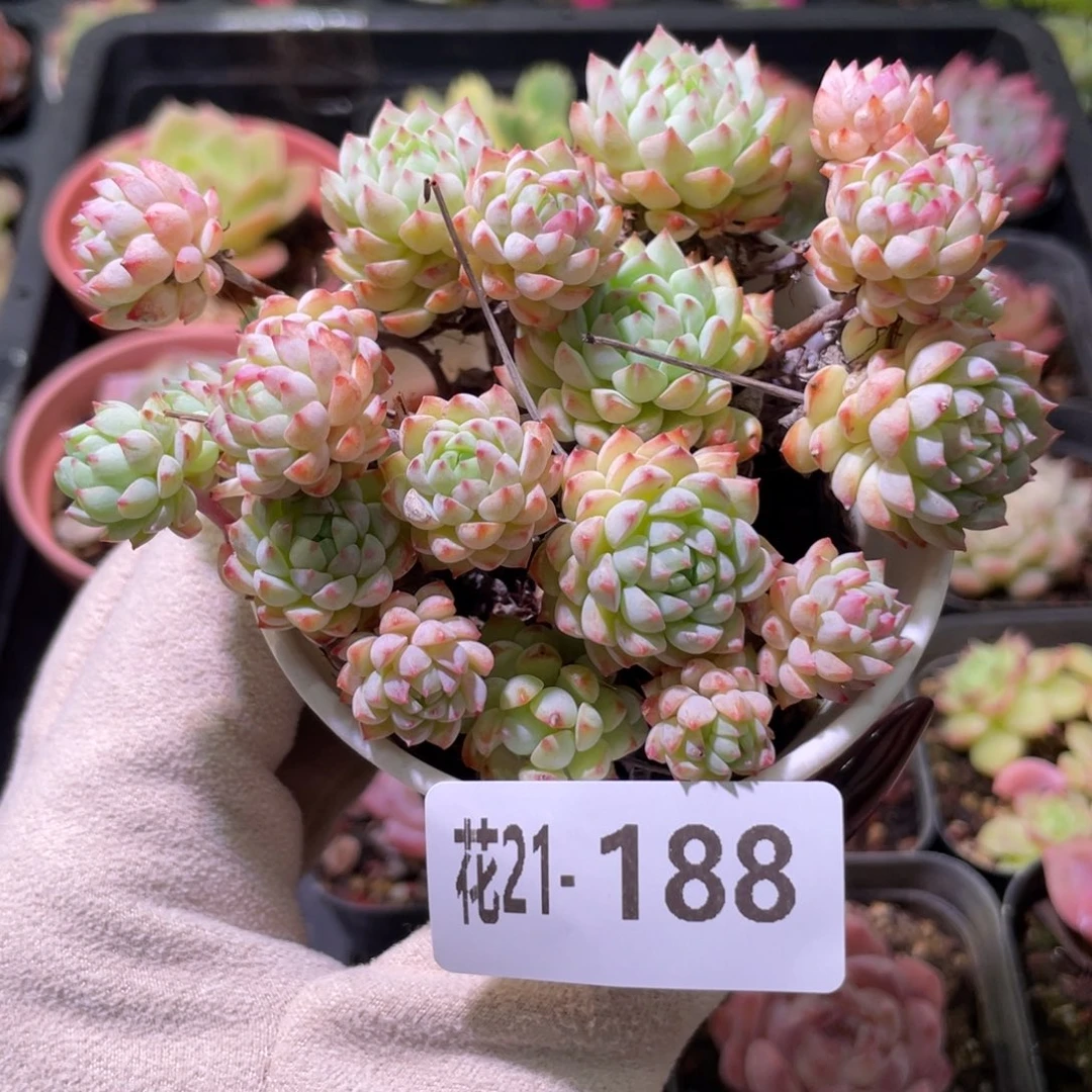 花利美21-188小粉莓