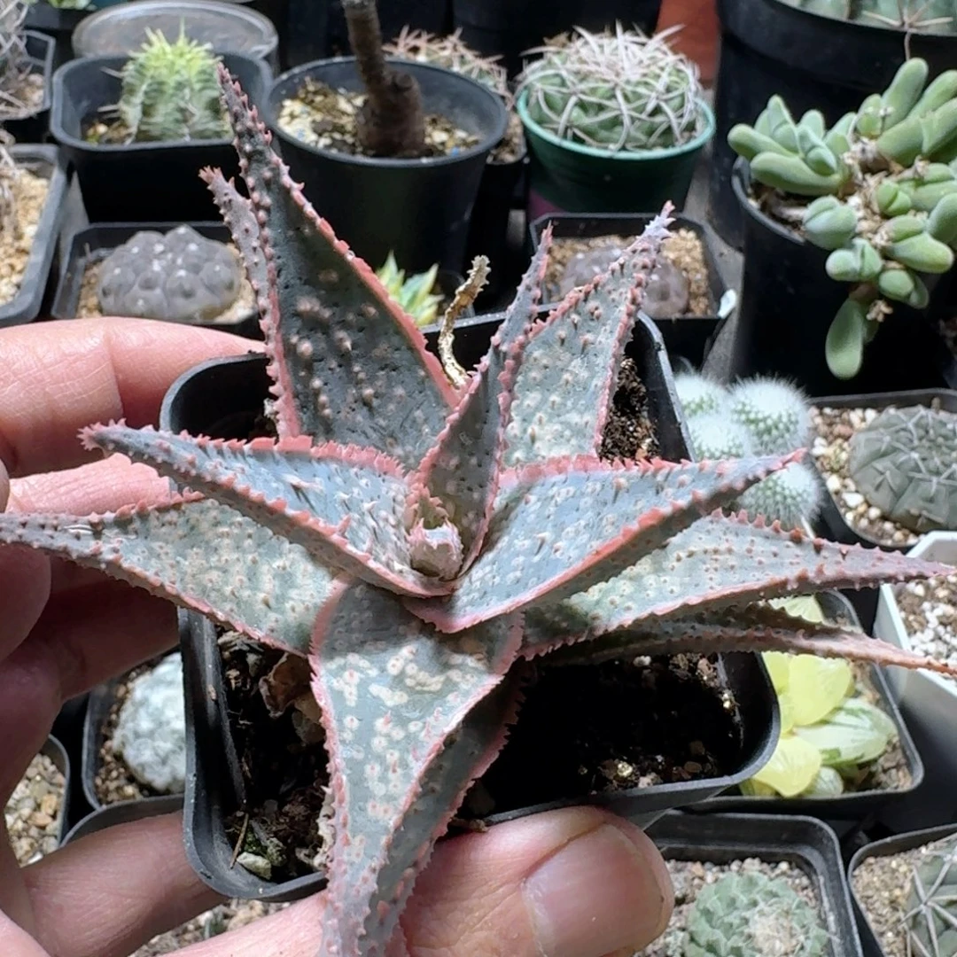 730蓝皮芦荟脱土发货