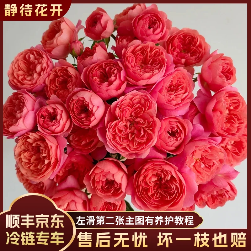 【静待花开】红色果汁-A级多头玫瑰云南鲜花斗南花卉顺丰京东包邮