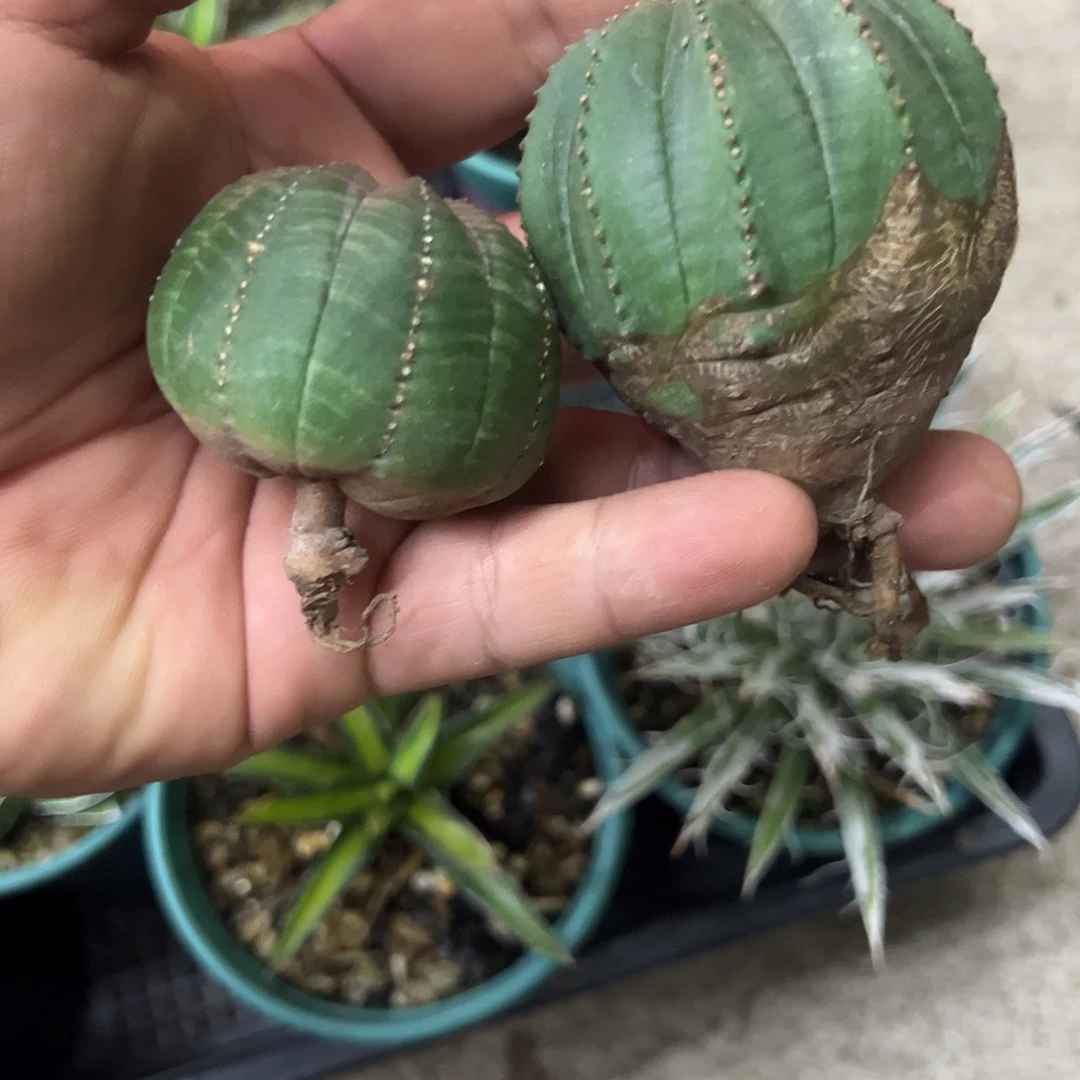 欧布泰布仙人球2颗植物