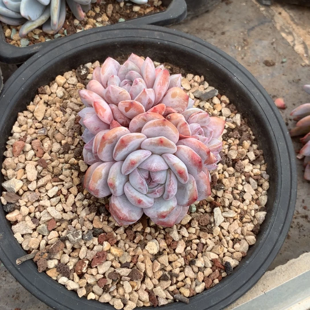 无花朵哈哈哈哈哈哈哈哈哈46
