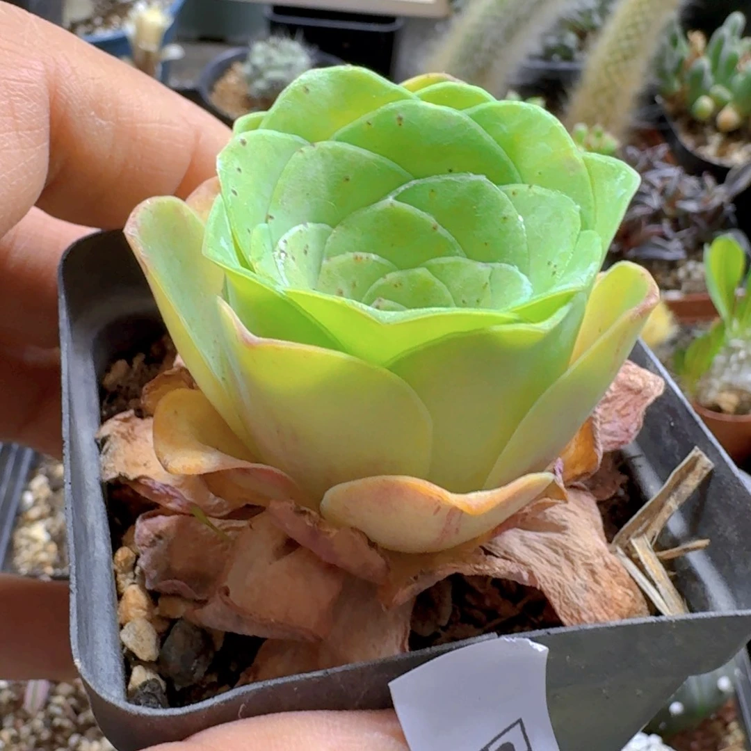 586酒杯山地脱土发货