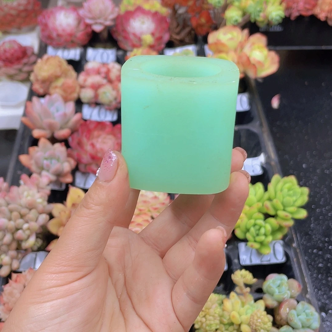 多肉无土栽培多肉植物