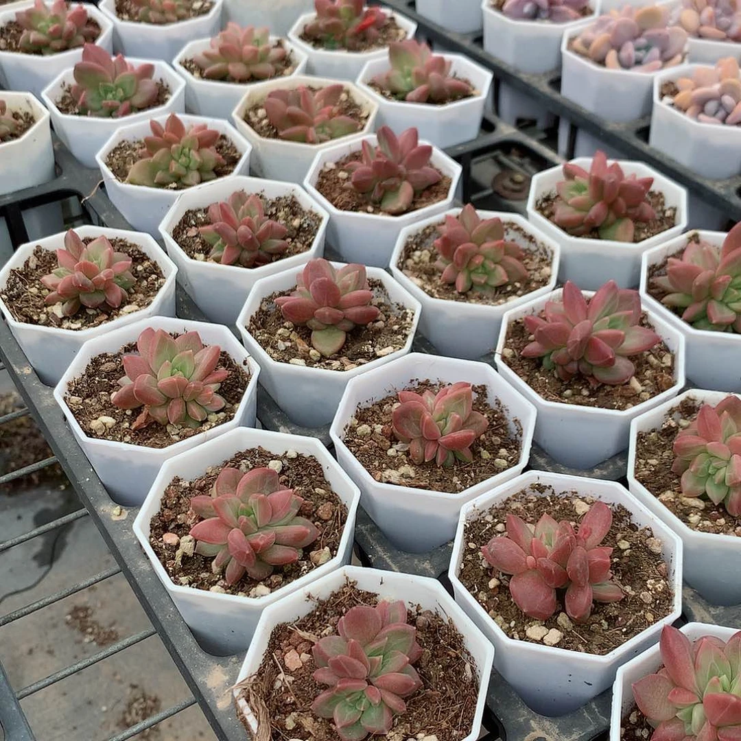 迷雾泡泡群44888888588888888