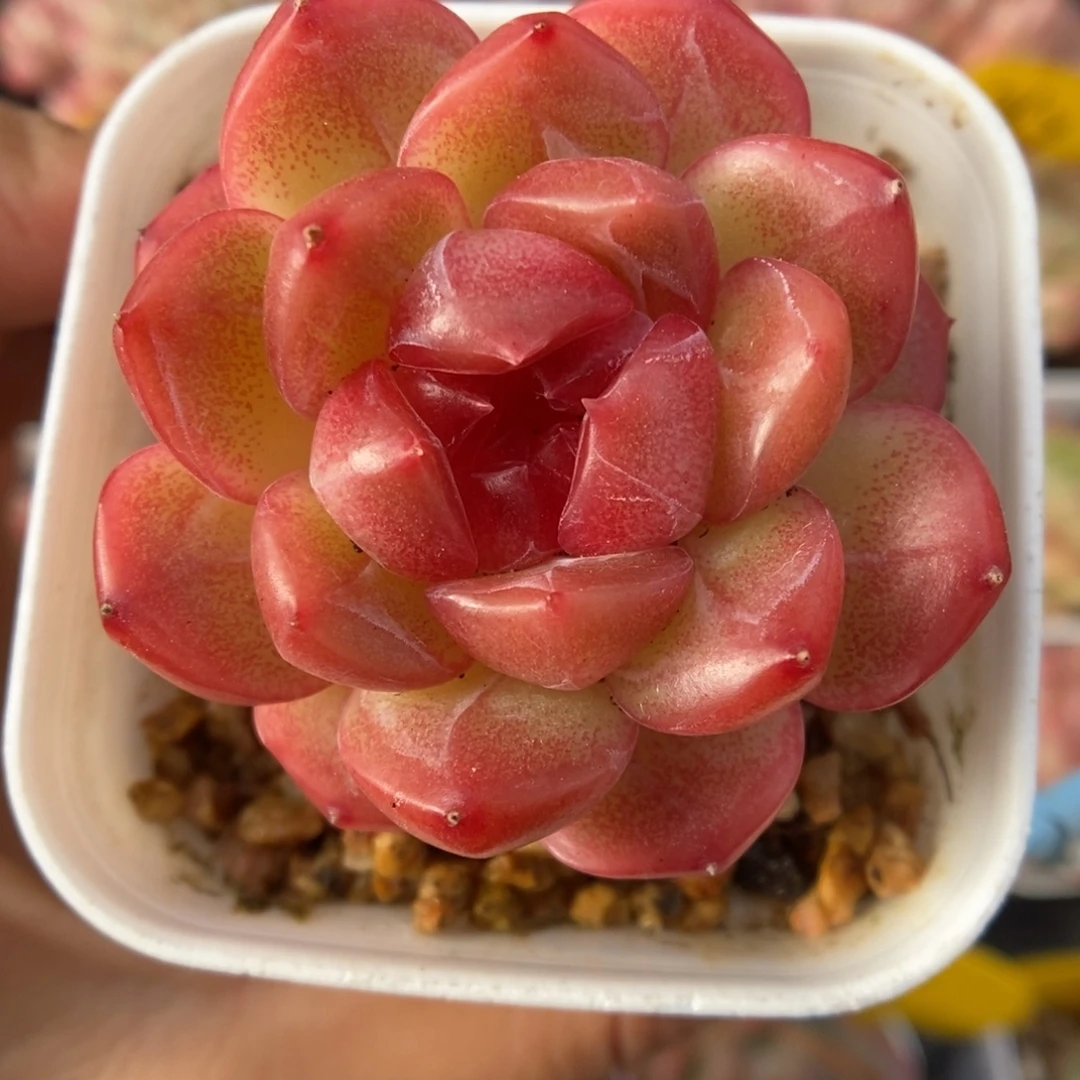 琴心可拍909号。