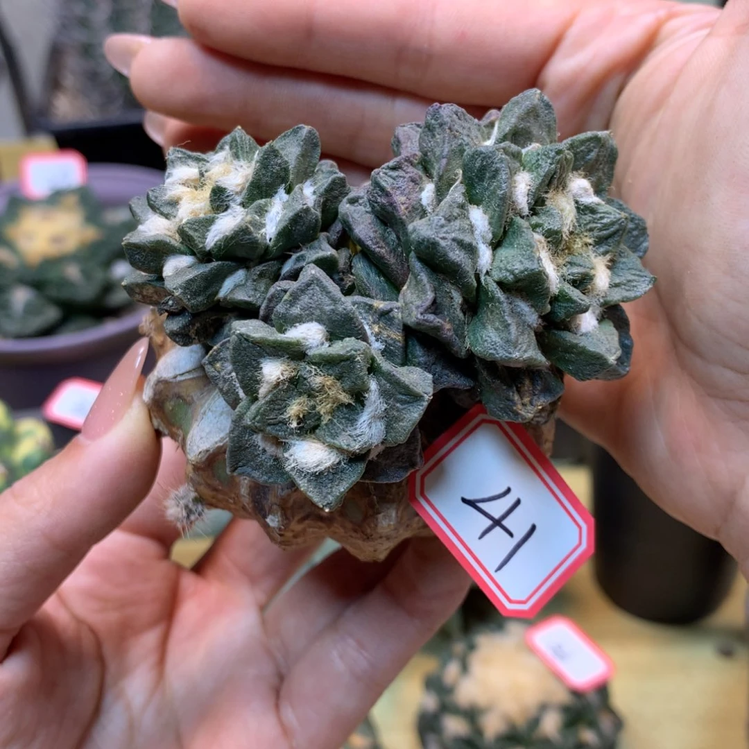 小***凡    41号 苗接 龙角群7.2公分 带草球