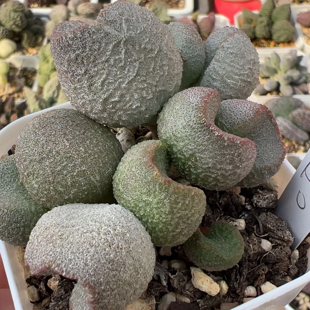 实生新品多头纯木质桩