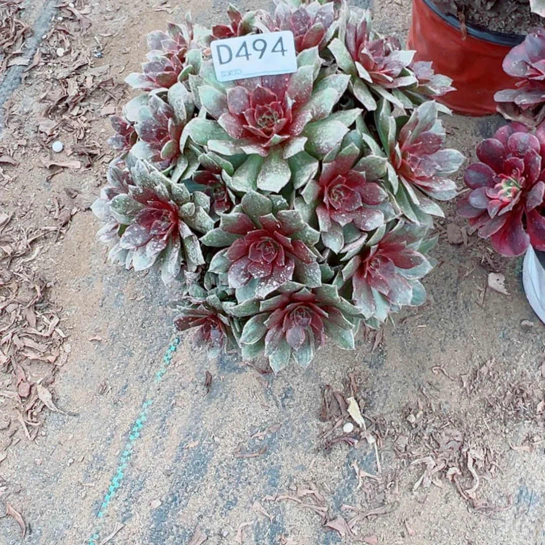 494红丝绒多肉植物法师多肉