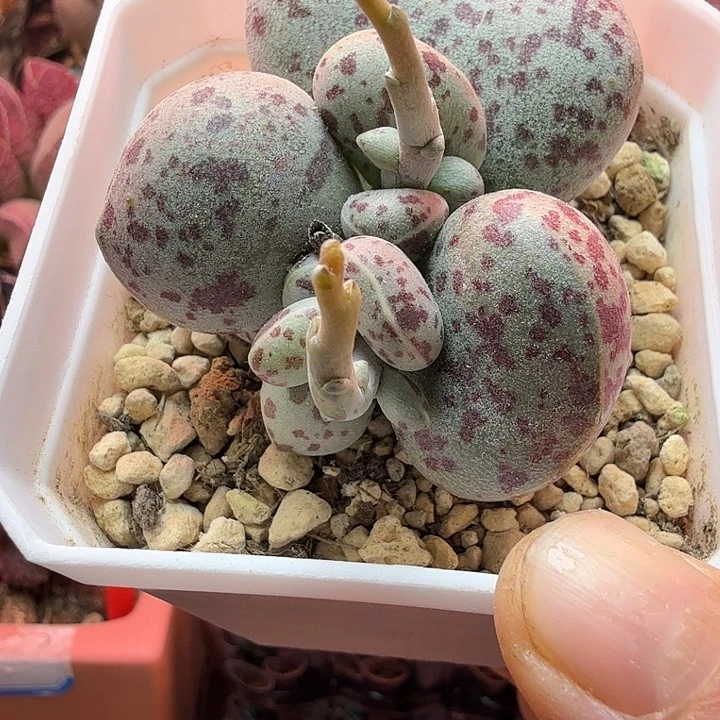 一****水蜜桃的味道真的很好闻