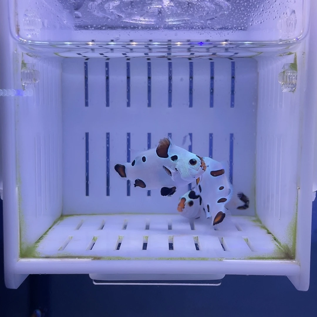 海水鱼毕卡猫小丑鱼