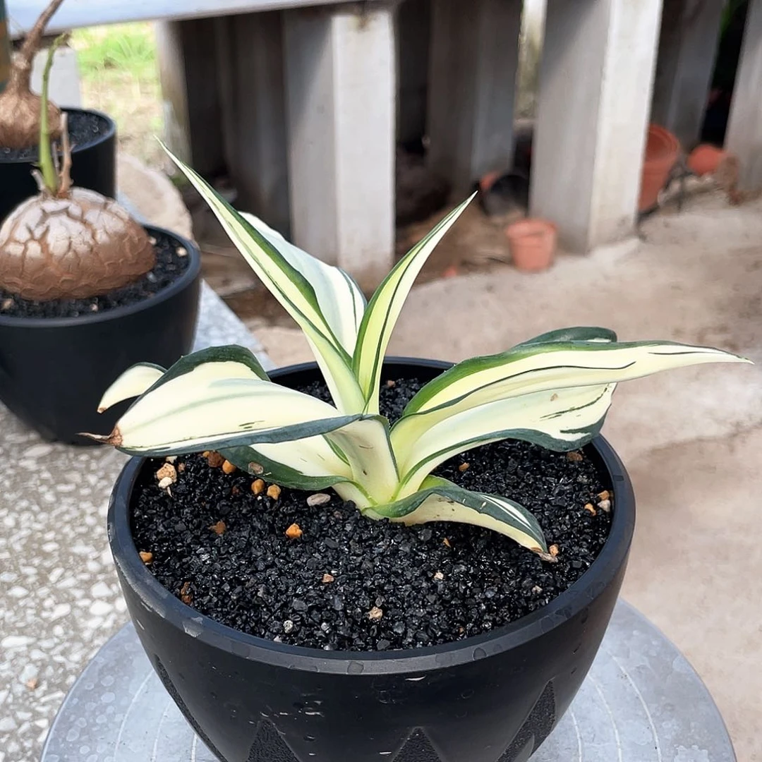 随***心66666666666666666666666