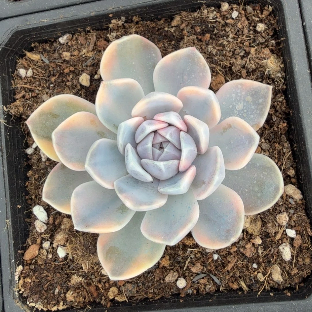 一颗多肉汉堡花脸锦