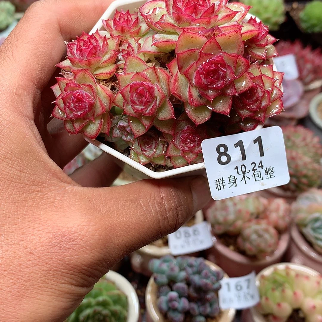 精控拇指盆10.24811