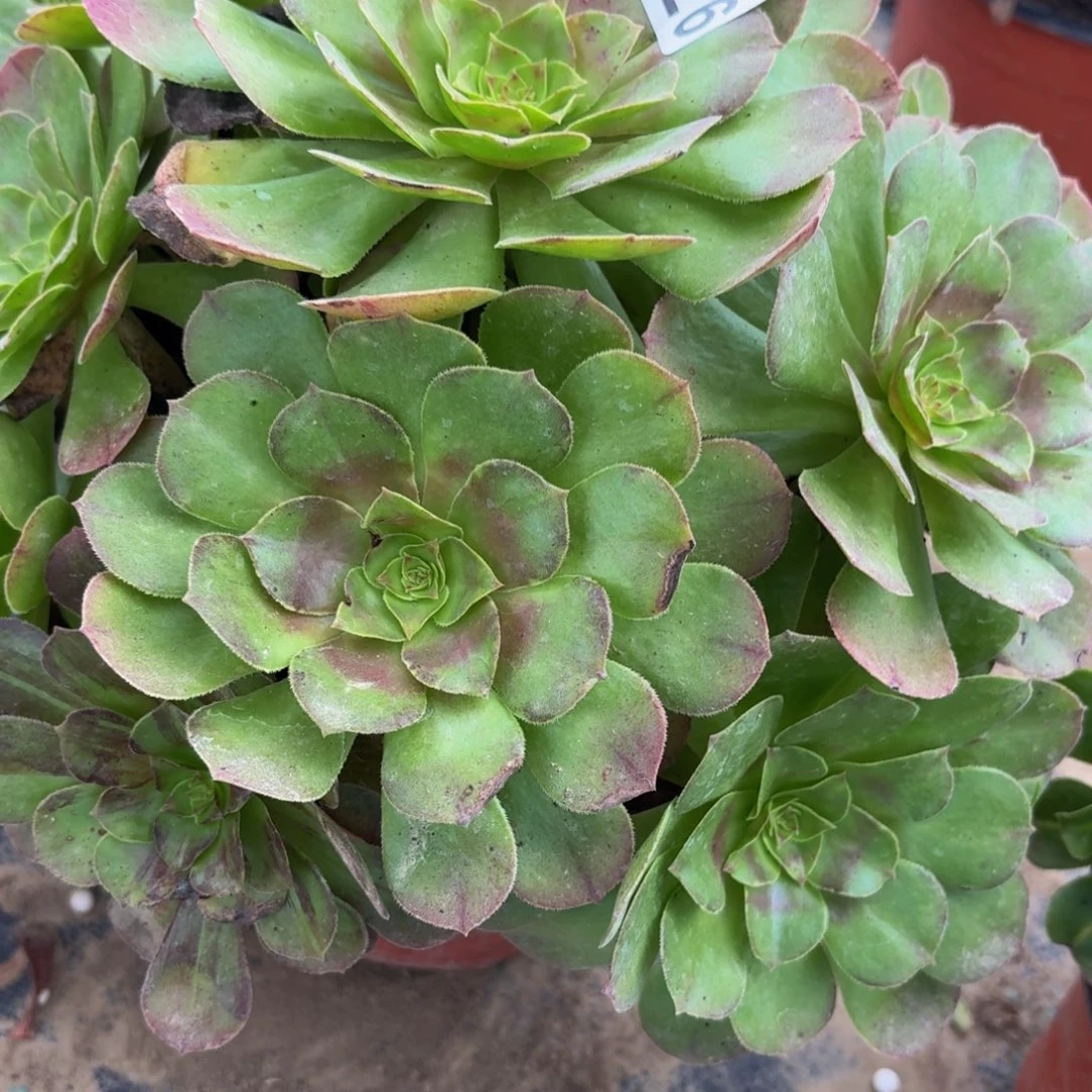 526多肉植物捧花的时候