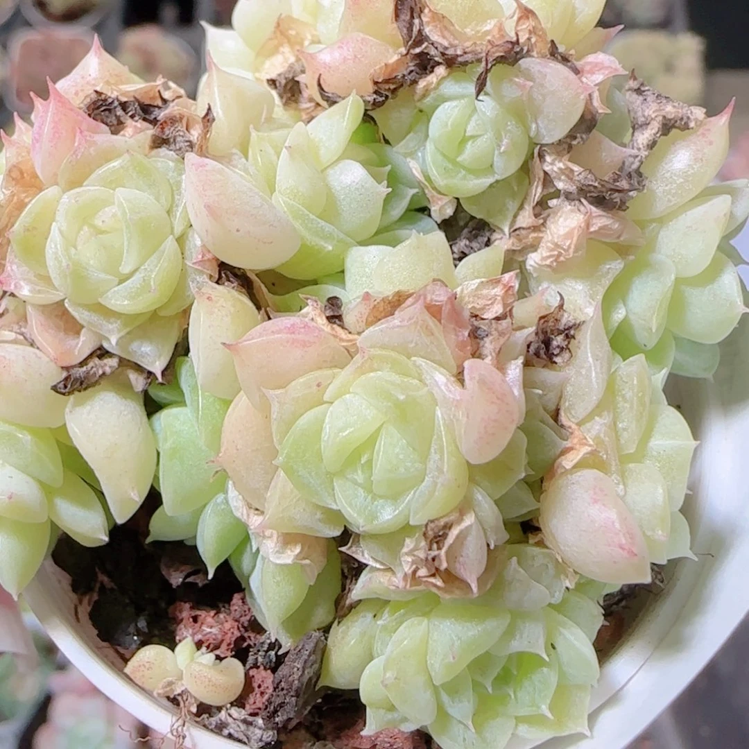 花语多肉1203-165散