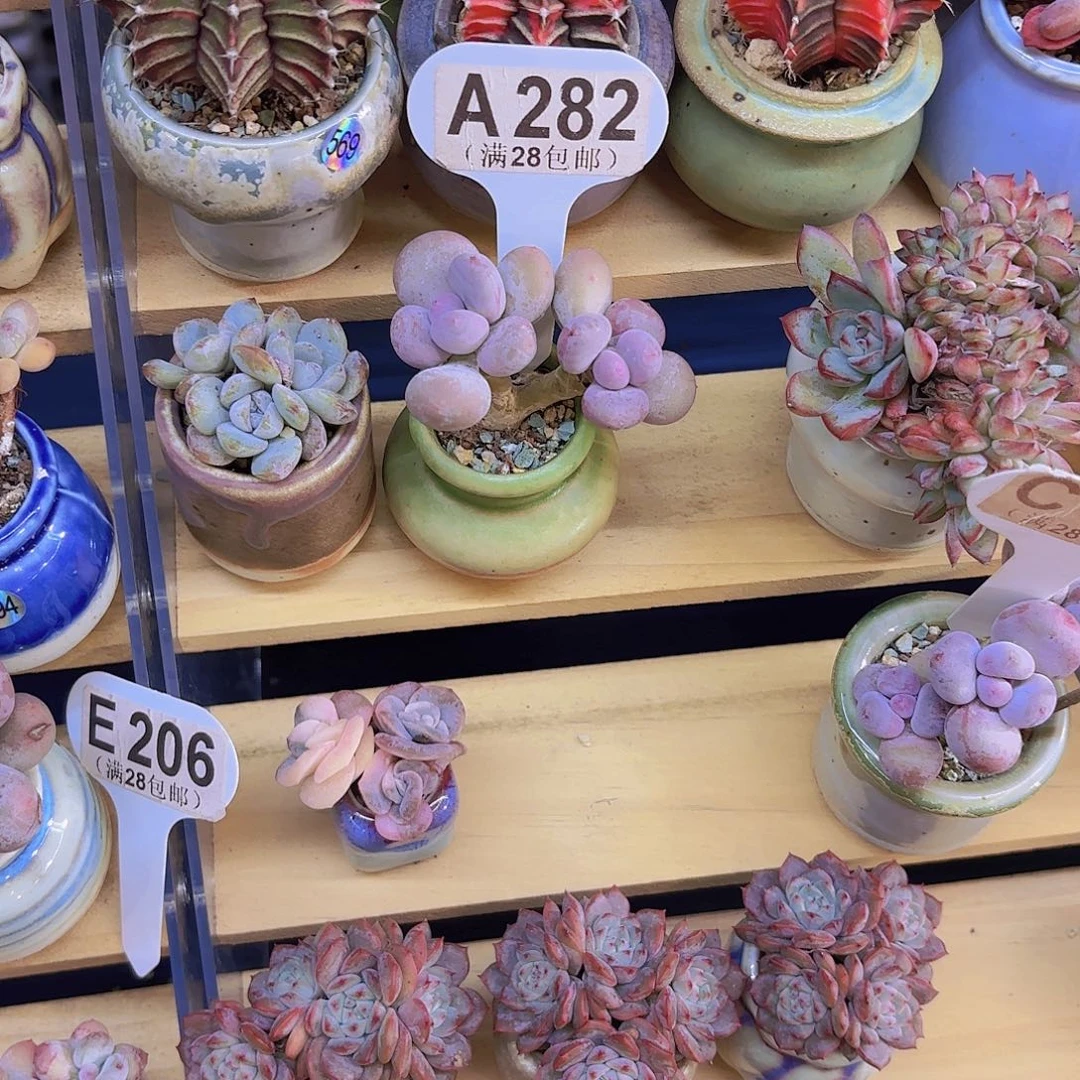 A282蛋黄奶一物一拍