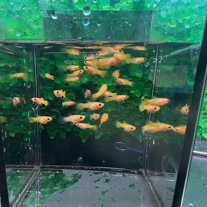 不****孔雀鱼黄金玻璃猫30条
