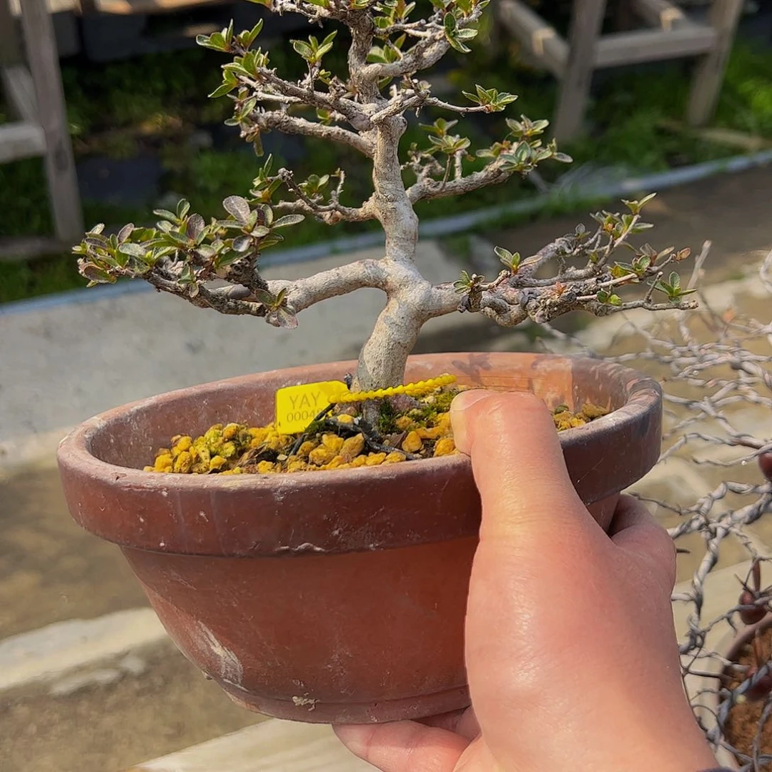 盆景盆景不包邮张*能