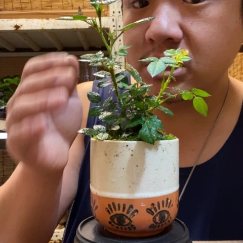 红陶一物一拍所见即所得20