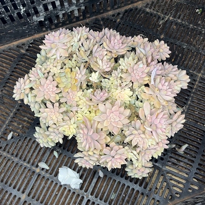 心****姬秋丽锦群，不包小损，一物一拍