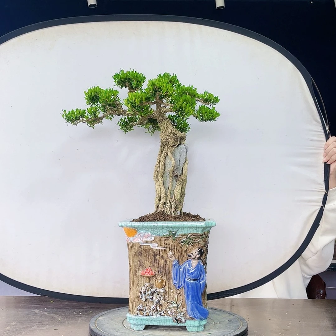 完全开放黄杨盆景四季常青