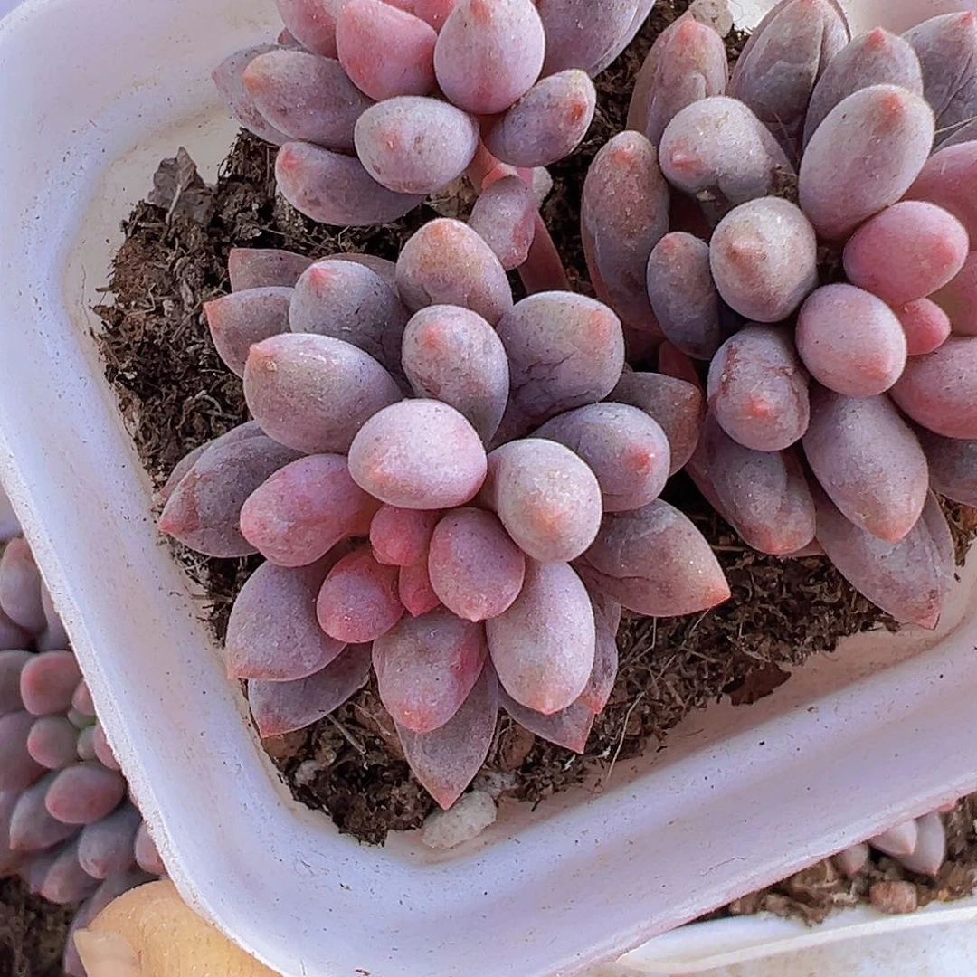 蓝舌香水群19包邮