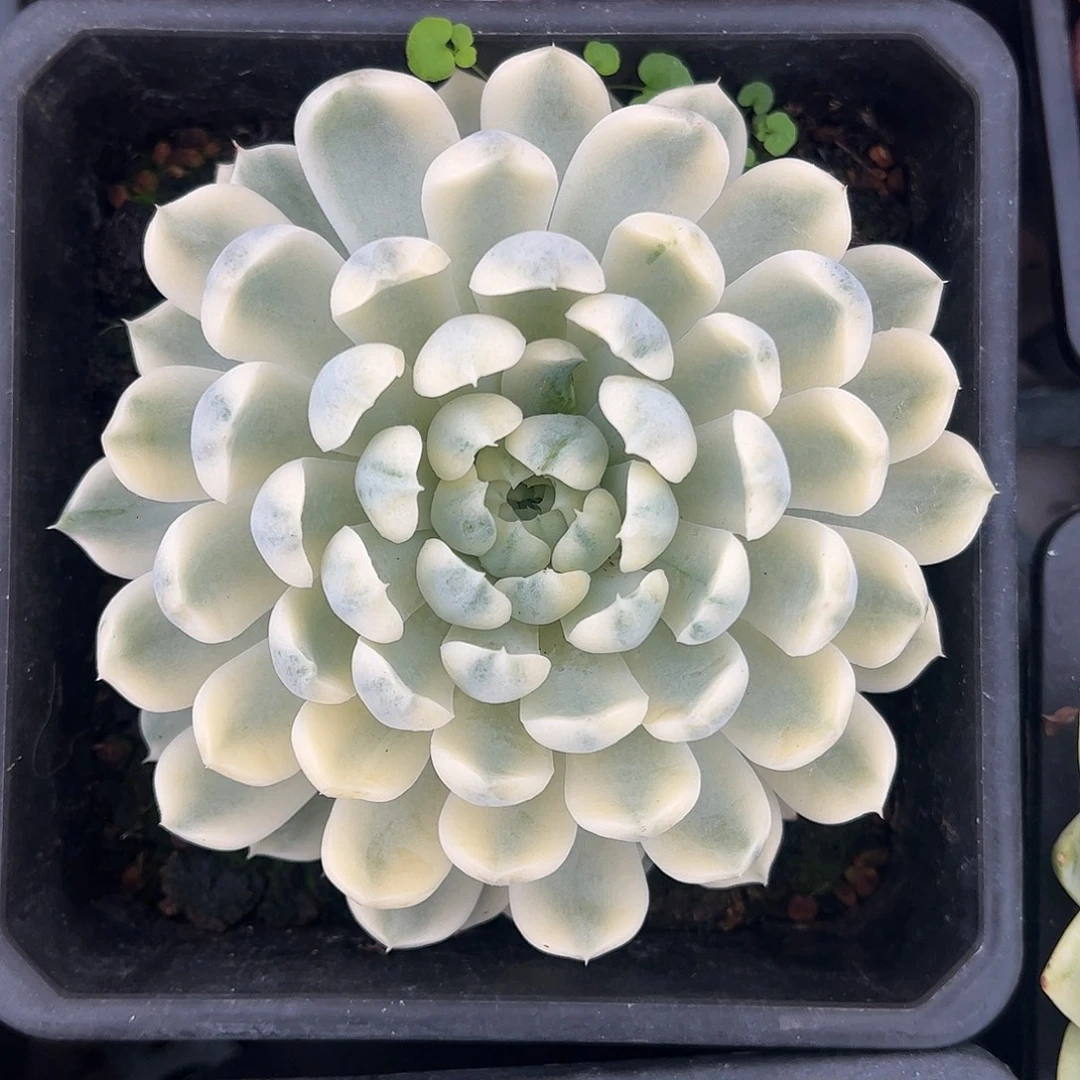 香草月影锦 婕宝一物一拍