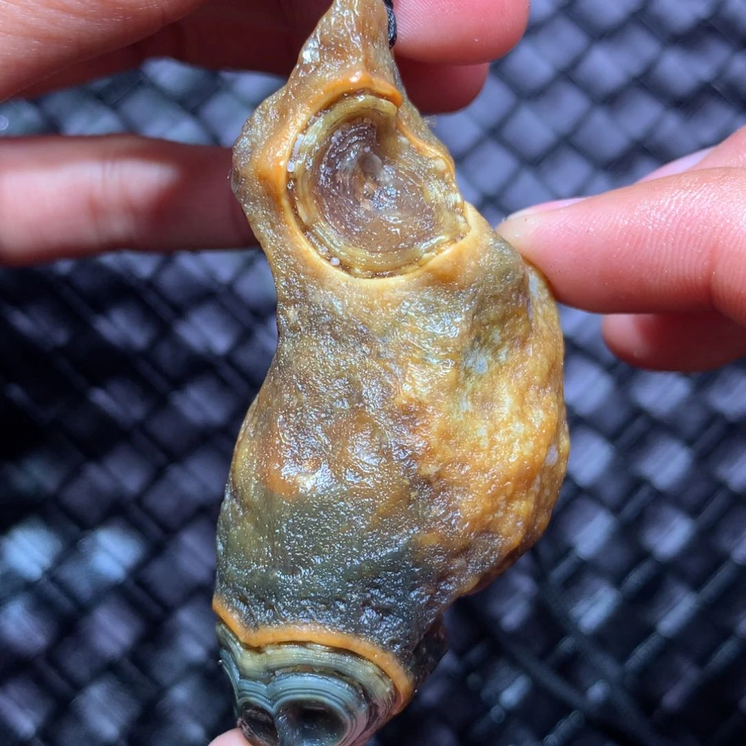 未镶嵌玛瑙/玉髓珠宝半成品