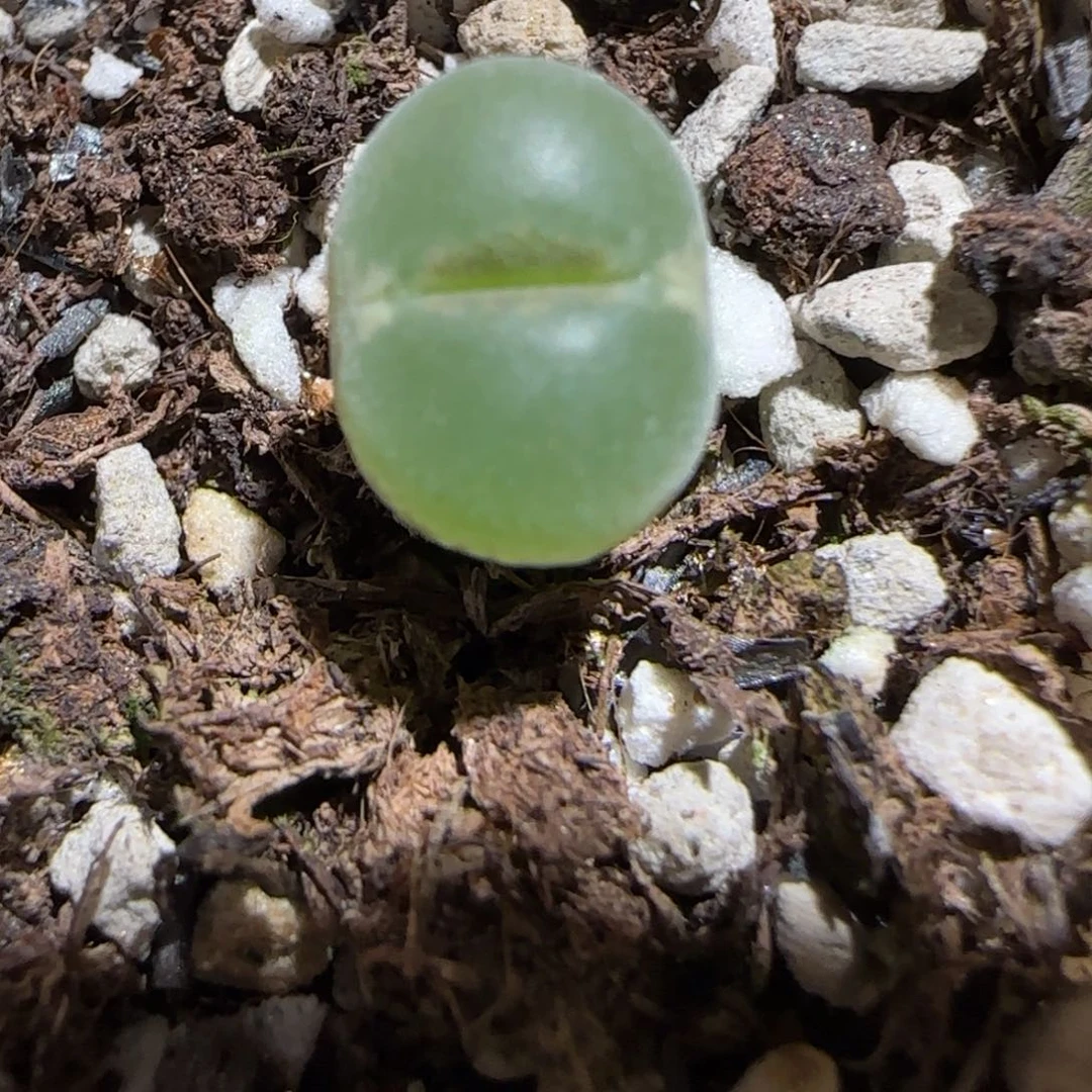 肉锥多肉植物组合-安格1115