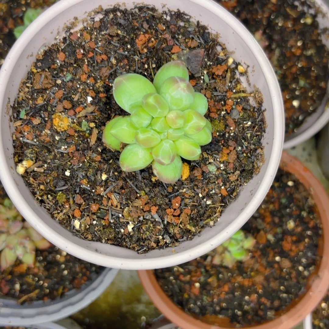 美人个体一物一拍